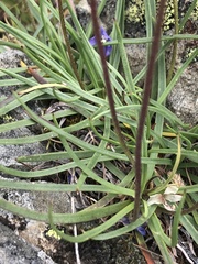 Plantago alpina