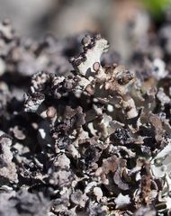 Cladonia subcervicornis