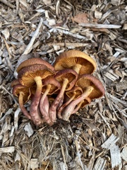 Gymnopilus purpuratus