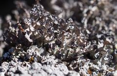 Cladonia subcervicornis