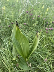 Veratrum nigrum