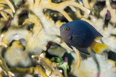 Pomacentrus flavioculus