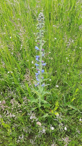 Paprastasis ežeinis