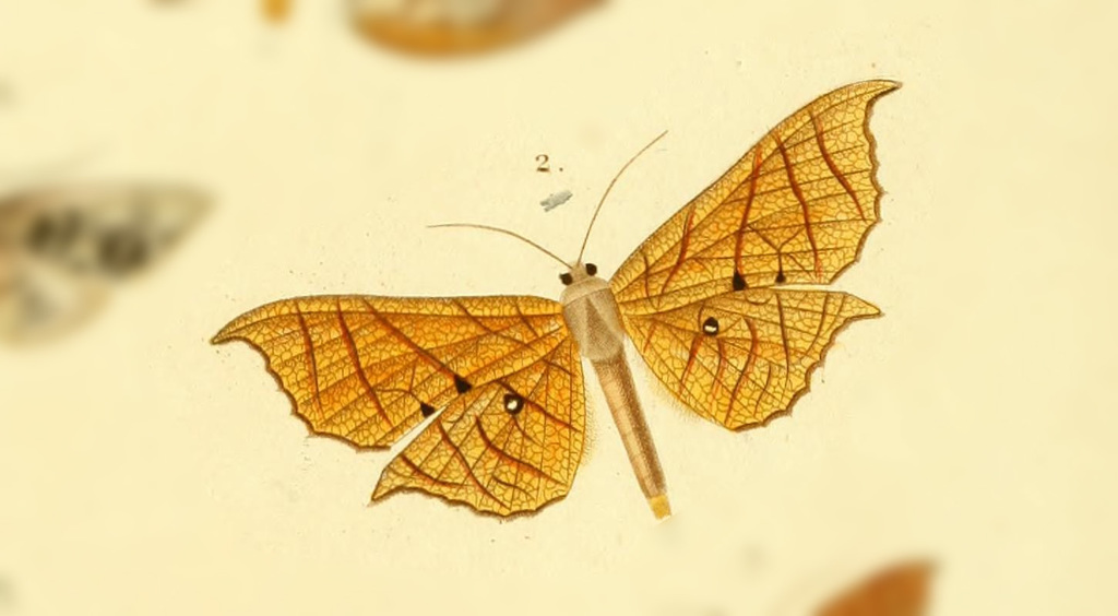 Belonoptera nervicula