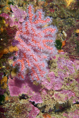 Corallium rubrum