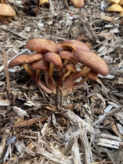 Gymnopilus purpuratus