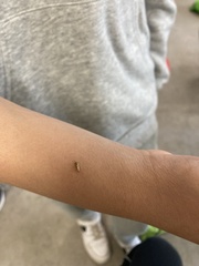 Deraeocoris lutescens