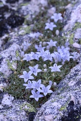 Campanula shetleri