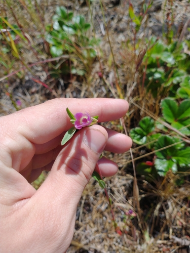 Image of Clarkia davyi by no rights reserved