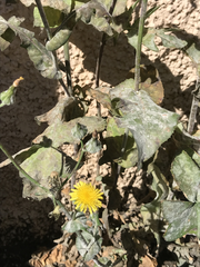 Golovinomyces sonchicola