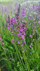 Oxytropis knjazevii