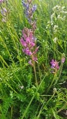 Oxytropis knjazevii