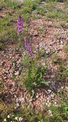 Oxytropis knjazevii