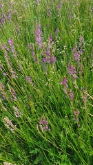 Oxytropis knjazevii