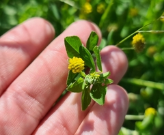Medicago lupulina