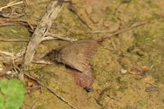 Cassionympha detecta