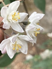 Deutzia staminea