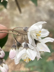 Deutzia staminea, photograph John Kenrick Gibson, CC0, iNaturalist via GBIF