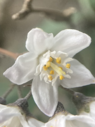 Deutzia staminea, photograph 2
