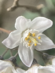 Deutzia staminea, photograph John Kenrick Gibson, CC0, iNaturalist via GBIF