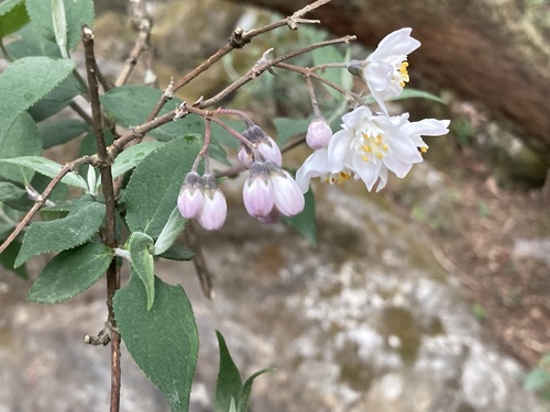 Deutzia staminea, photograph 3