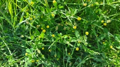 Medicago lupulina