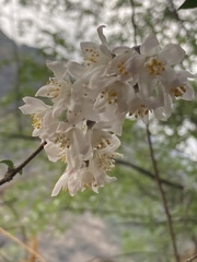 Deutzia staminea, photograph John Kenrick Gibson, CC0, iNaturalist via GBIF