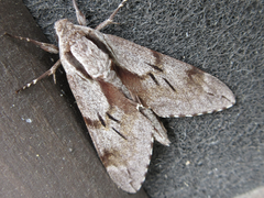 Sphinx morio arestus