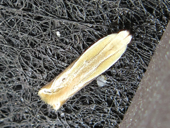 Mesophleps albilinella