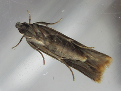 Mesophleps albilinella