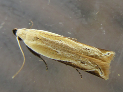 Mesophleps albilinella