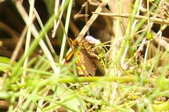 Metisella metis metis