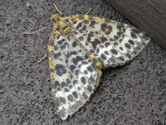 Arichanna melanaria
