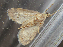 Dolicharthria bruguieralis