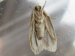 Scythropiodes hamatellus