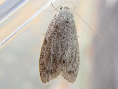 Scythropiodes hamatellus
