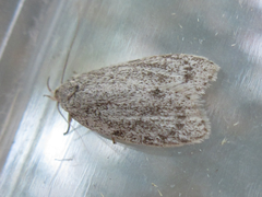 Scythropiodes hamatellus