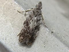 Tornodoxa paraleptopalta