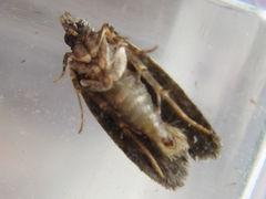 Tornodoxa paraleptopalta