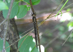 Somatochlora linearis