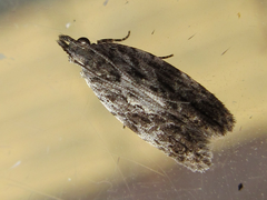 Tornodoxa paraleptopalta