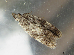 Tornodoxa paraleptopalta