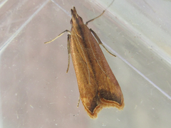 Dichomeris heriguronis