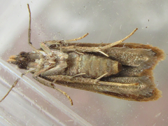 Dichomeris heriguronis