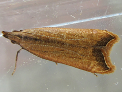 Dichomeris heriguronis