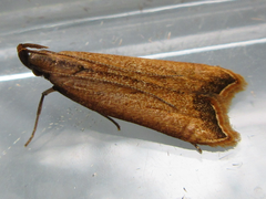 Dichomeris heriguronis