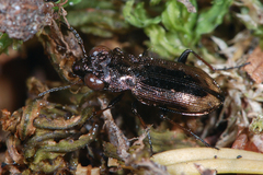 Notiophilus biguttatus