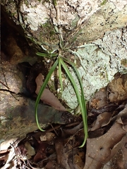 Sarcochilus hillii