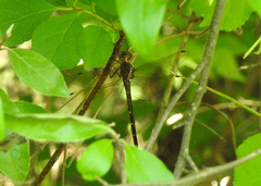 Somatochlora linearis