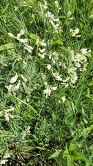 Lathyrus pallescens